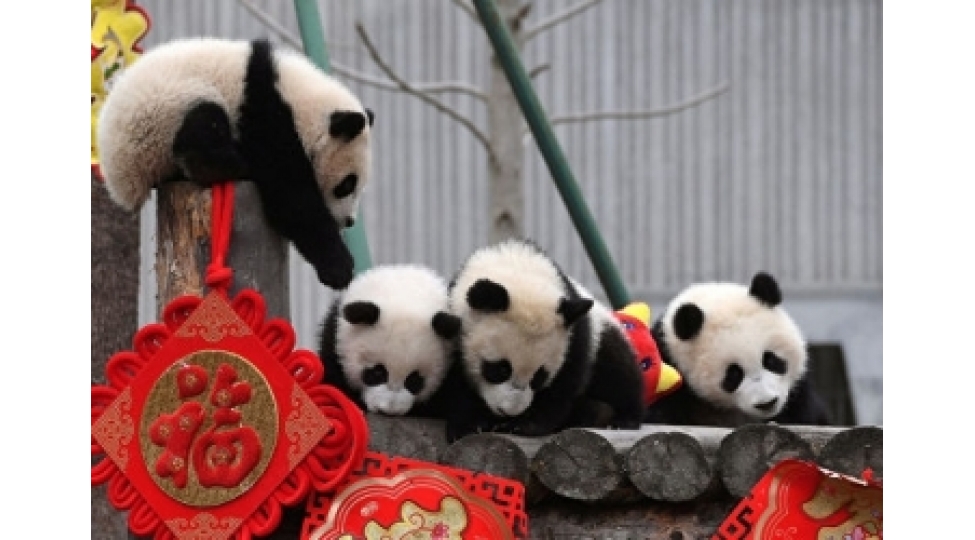 chinde-panda-balalari-uchun-qeyri-adi-bayram-teshkil-edilib