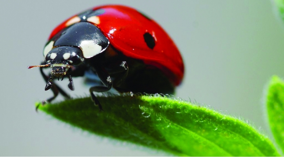 parabuzenin-mocuzesi