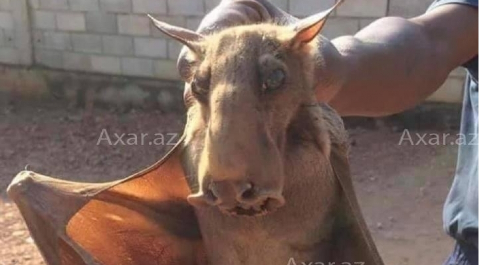 bakida-qeribe-yirtici-peyda-oldu