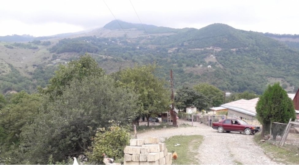 qubanin-dag-kendinde-ayilar-mal-qaraya-hucum-edib