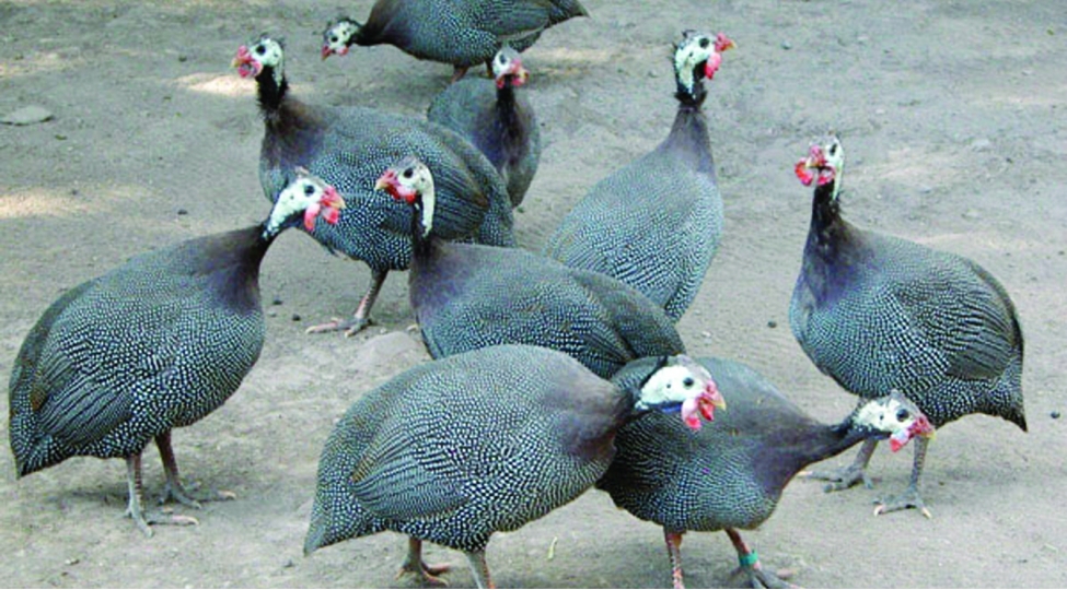 miladin-olmazsa-olmazi-hind-toyugu