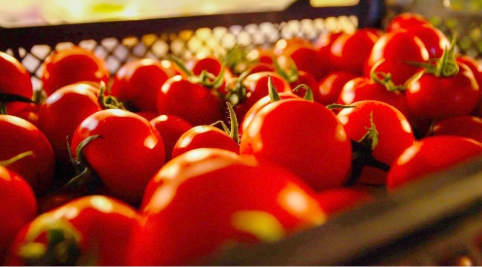 azerbaycan-pomidoru-daha-bir-olkeye-yol-tapa-biler