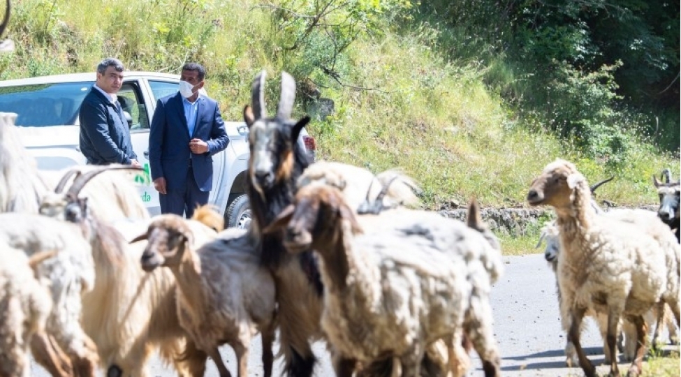 azerbaycanda-surulerin-yaylaga-kochu-bashlayib