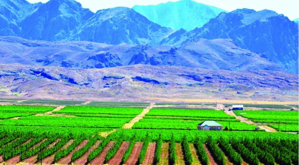 uzumchuluk-teserrufatinda-yeni-istehsal-sahesi-yaradilib