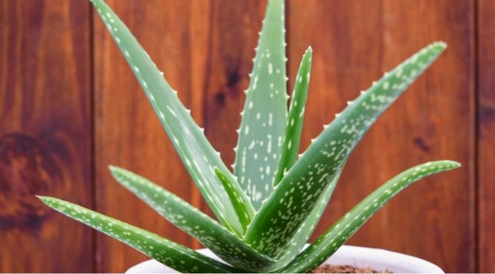 aloe-veranin-bu-faydalarini-mutleq-bilmelisiniz