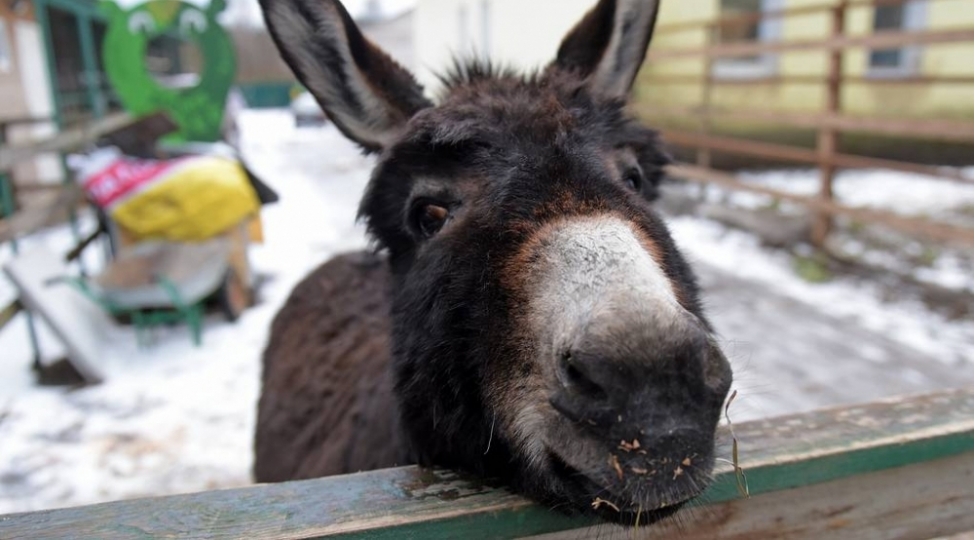 ulaqlar-alti-min-il-evvel-shimali-afrikada-ehlileshdirilib