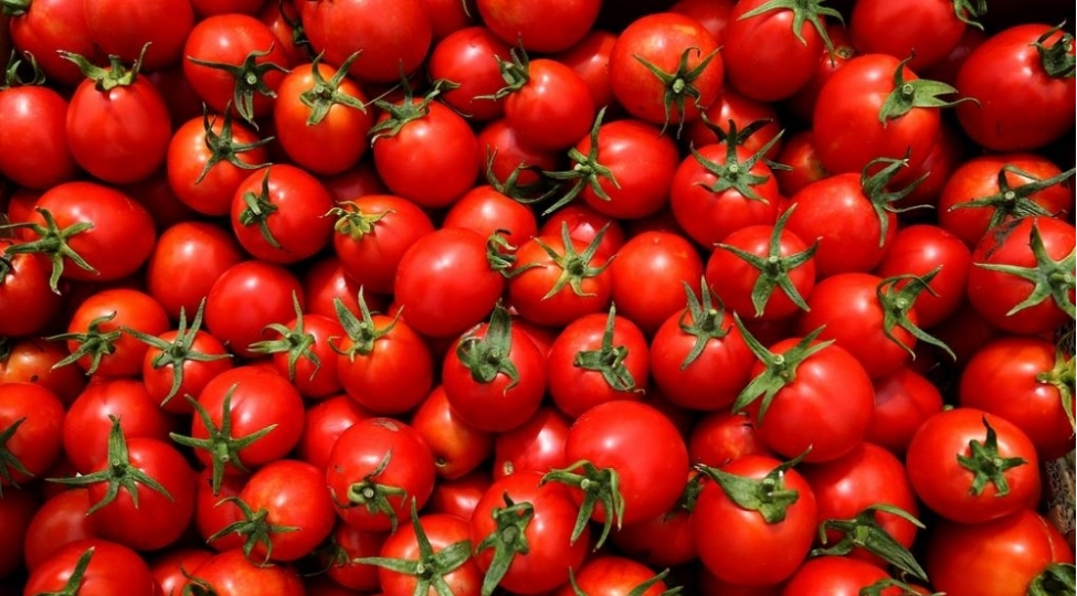 rosselxoznadzor-azerbaycanin-daha-13-muessisesinden-pomidor-ve-alma-idxalina-icaze-verib