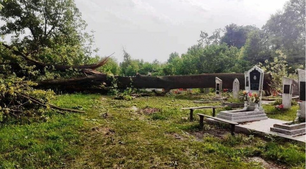 qaxda-choxillik-palid-agaci-kokunden-kesilib-foto