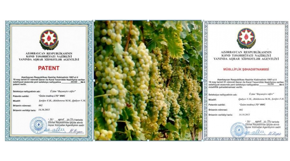yeni-uzum-sortuna-patent-ve-muelliflik-shehadetnamesi-verilib