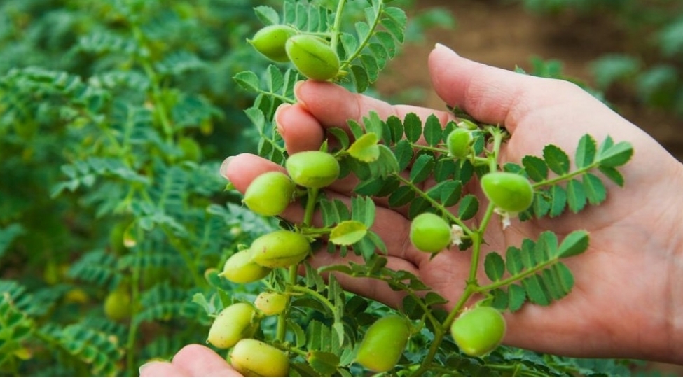 artiq-chekiden-azad-olmaq-uchun-noxud-bitkisinin-faydalari