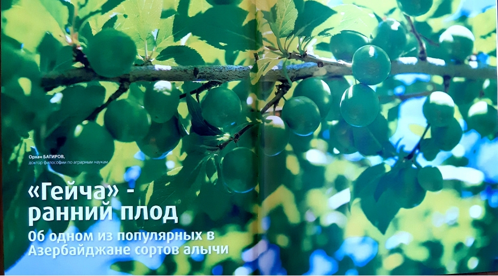 naxchivan-goycesi-irsin-sehifelerinde