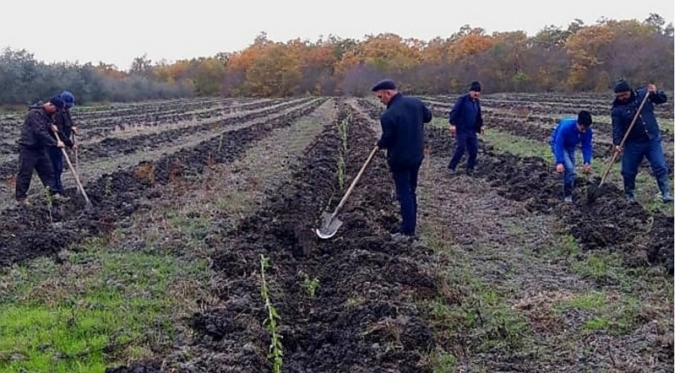 son-bir-heftede-meshe-fondu-torpaqlarinda-100-minden-chox-agac-ekilib