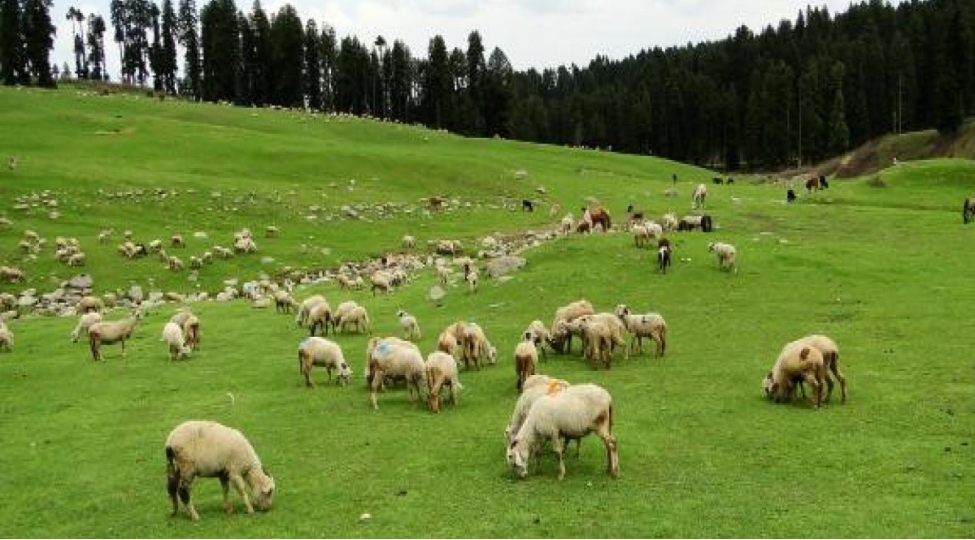 dovlet-mulkiyyetindeki-orush-ve-bicheneklerin-icareye-verilmesi-qaydasi-mueyyenleshir-2