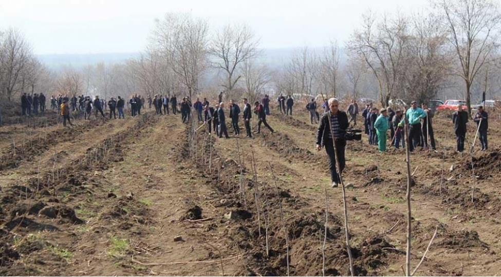 tovuz-goygol-ve-qebelede-umumilikde-5-minden-chox-agac-ekilib