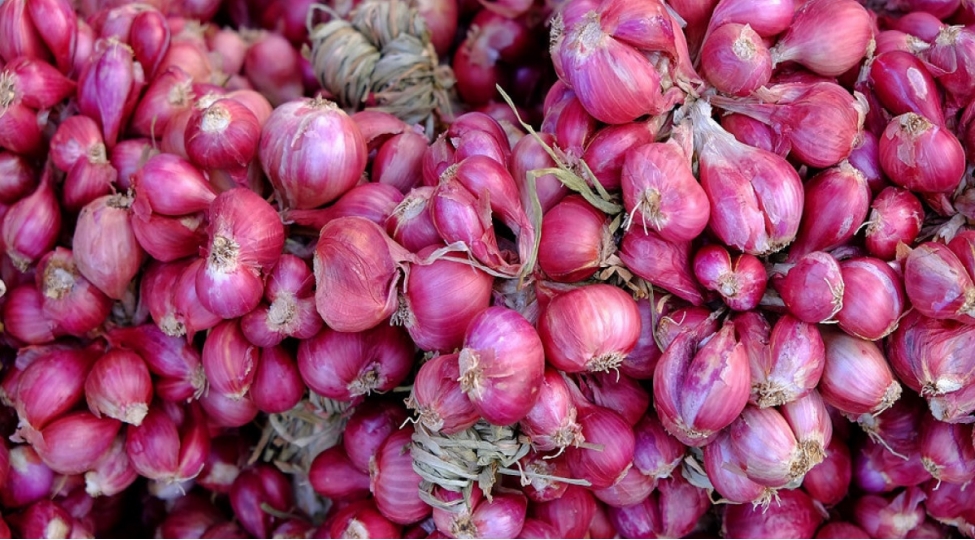 azerbaycana-idxal-edilen-shalot-sogani-ve-diger-soganlar-15-faiz-gomruk-rusumuna-celb-edilecek
