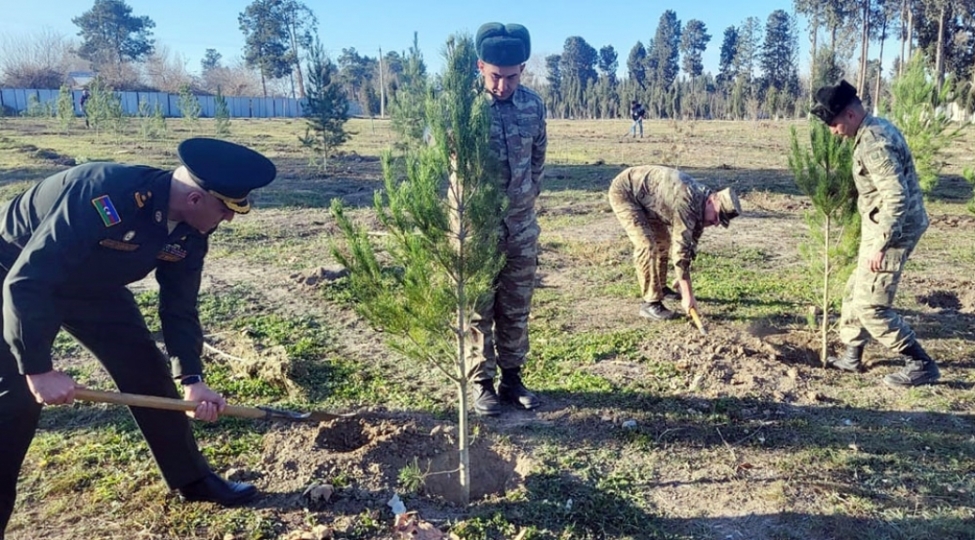azerbaycan-ordusunda-agacekme-aksiyalari-kechirilir