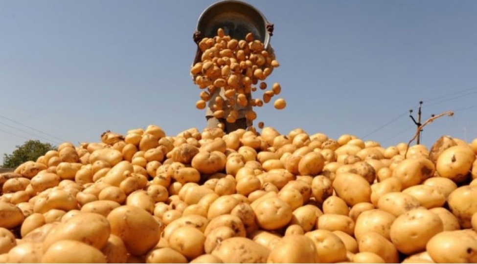 oten-ilin-11-ayinda-azerbaycanda-1-mln-tona-yaxin-kartof-yigilib
