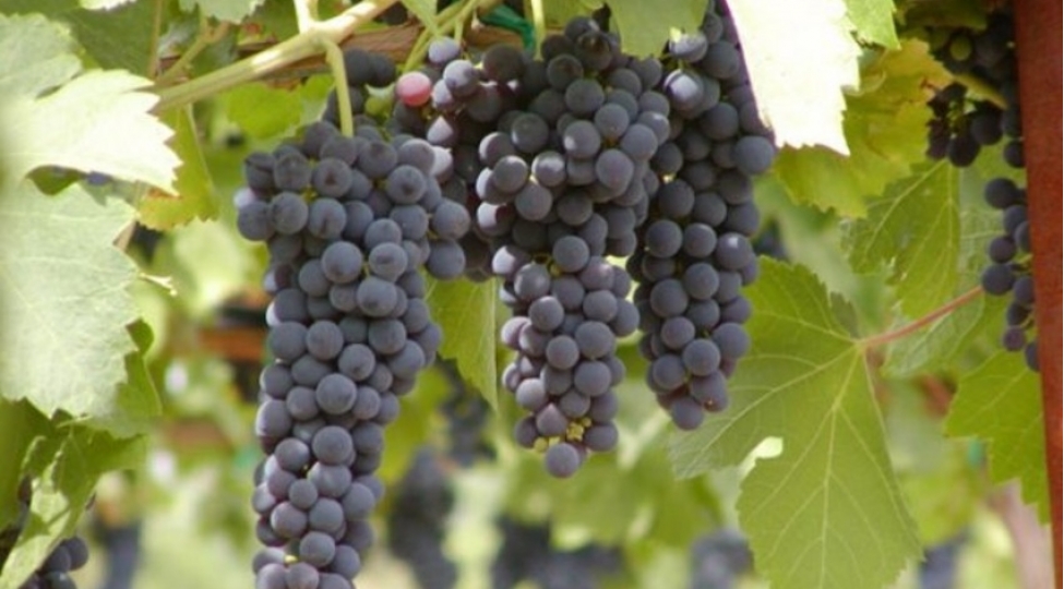 azerbaycanda-uzumchuluk-sahesi-uzre-yeni-dovlet-standartlari-qebul-edilib