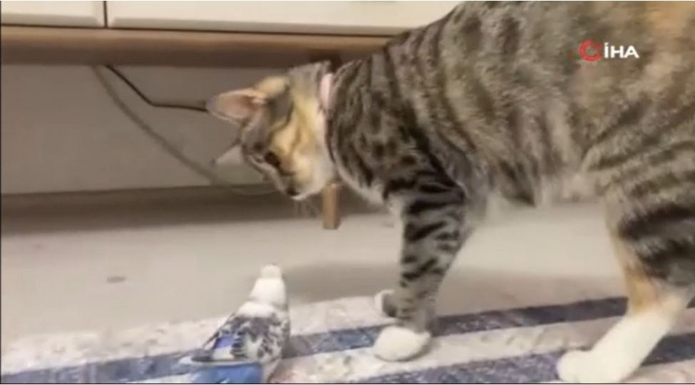 tutuqushu-pishik-dostlugu-hem-gulmeli-hem-de-fotovideo