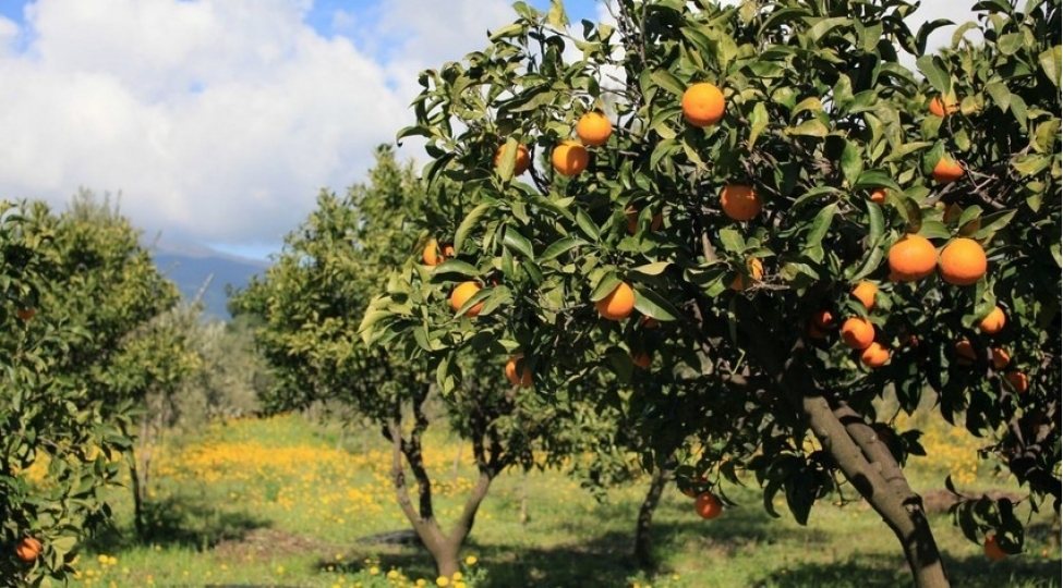azerbaycanda-shaftali-baglarinin-sigortalanmasina-bashlanilir