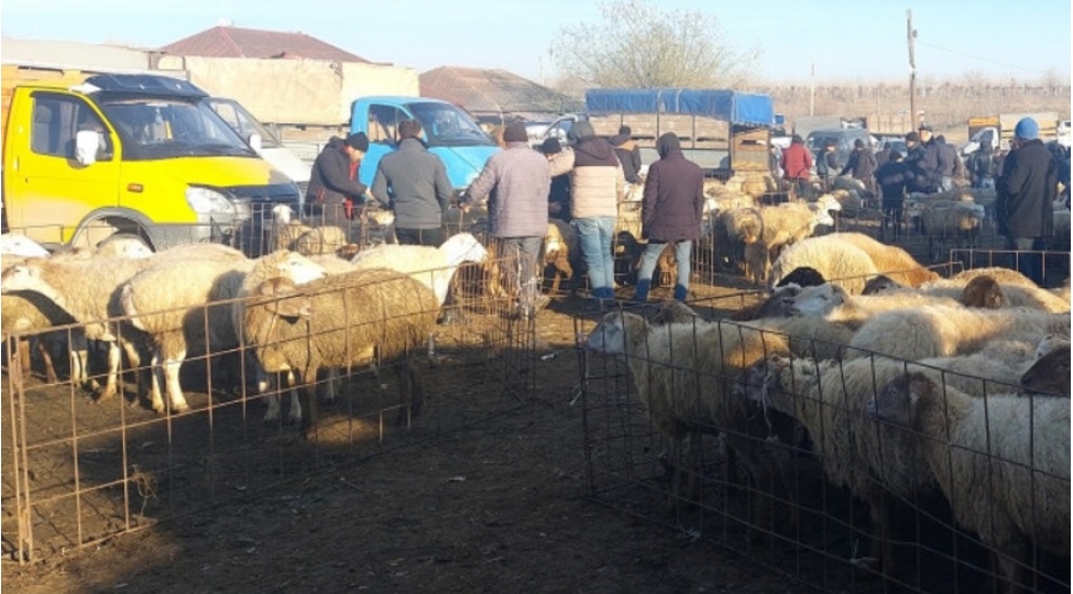 aqta-heyvan-bazarlarinda-monitorinqler-aparir-noqsanlar-ashkarlanib