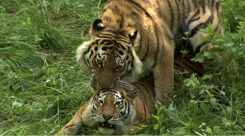 qazaxistan-rusiyadan-amur-pelengi-idxal-edecek