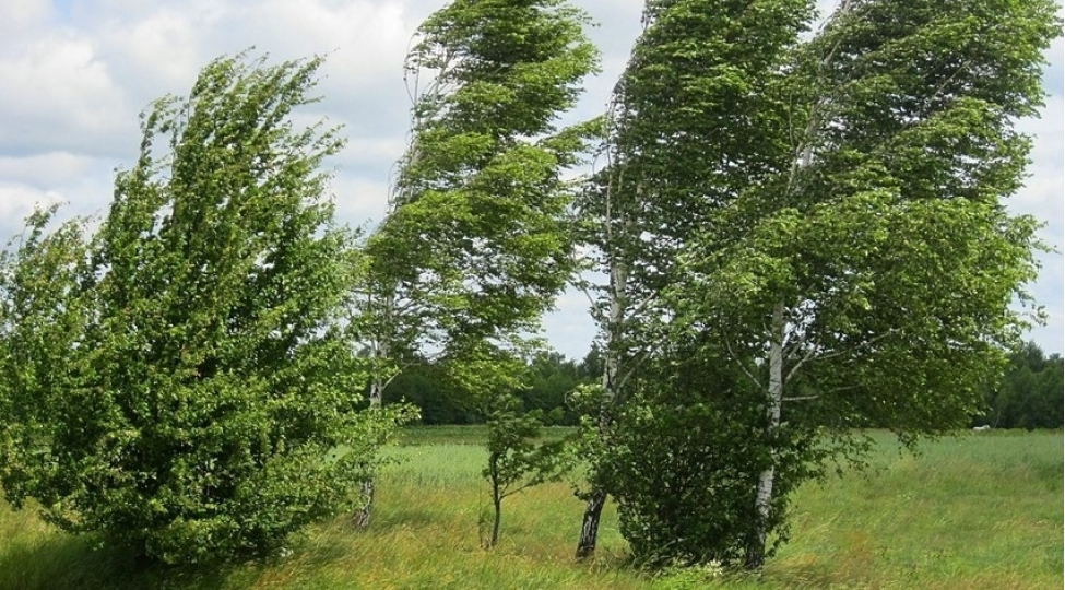 heftesonu-guclu-kulek-esecek-xeberdarliq