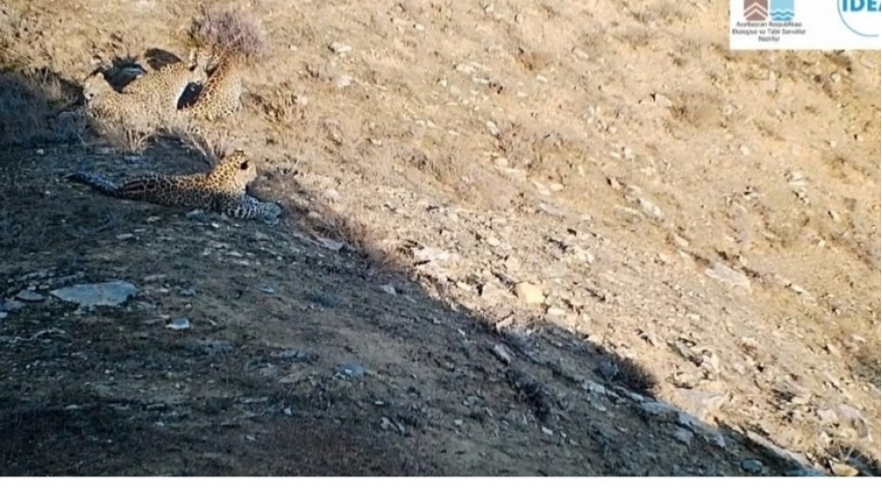 zengezur-milli-parkinda-5-bebir-goruntulenib