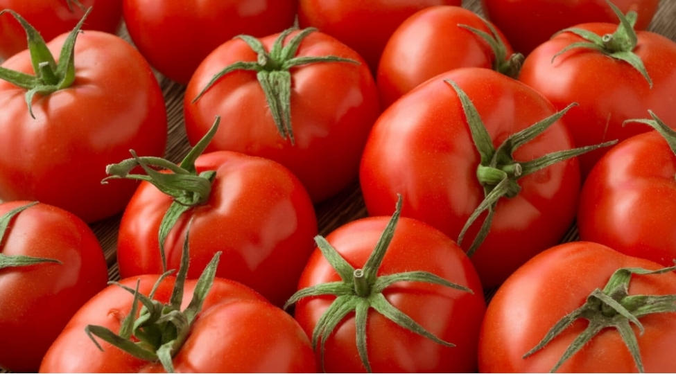 tomat-ixracindan-gelirimiz-artib