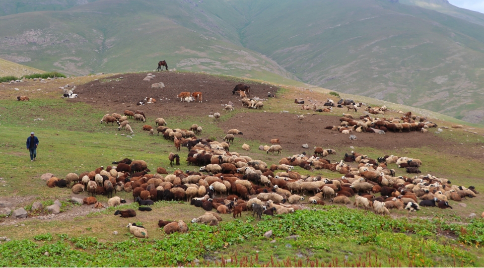 naxchivanda-180-mine-yaxin-heyvan-yaylaqlara-qaldirilib