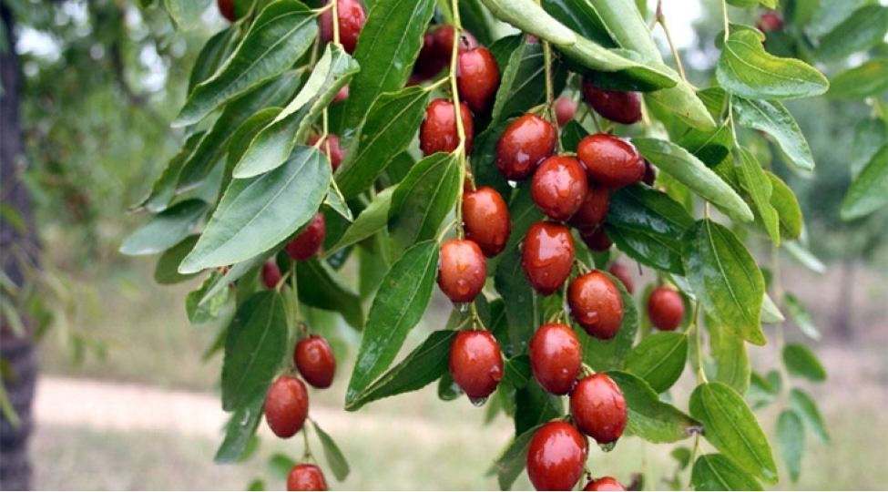 bu-meyve-xerchenge-qarshi-tesirlidir