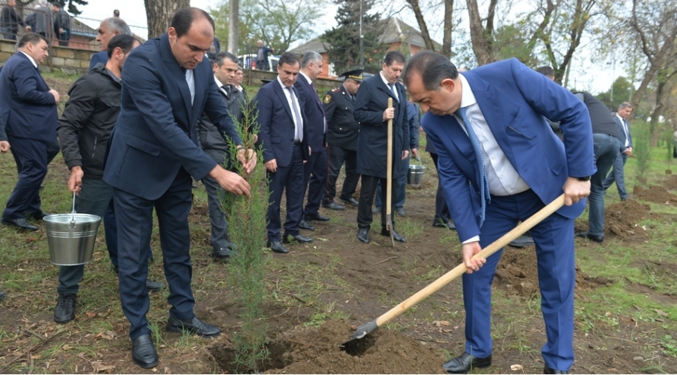 lenkeranda-agacekme-aksiyasi-kechirilib