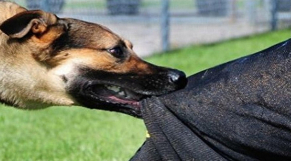 sahibsiz-itler-sheki-sakinlerine-xesaret-yetirib