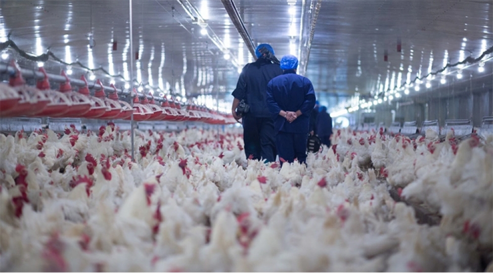 Çexiyada son 11 ayda beşinci quş qripi epidemiyası qeydə alınıb