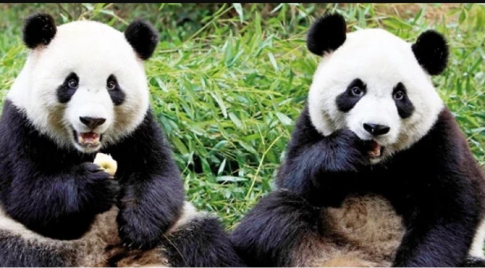 tokio-zooparki-pandalarini-itirmek-tehlukesi-ile-uzleshib