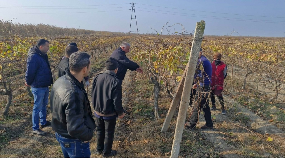 qax-ve-salyanda-uzum-baglarinda-quru-budama-qaydalari-movzusunda-tarla-seminarlari-kechirilib