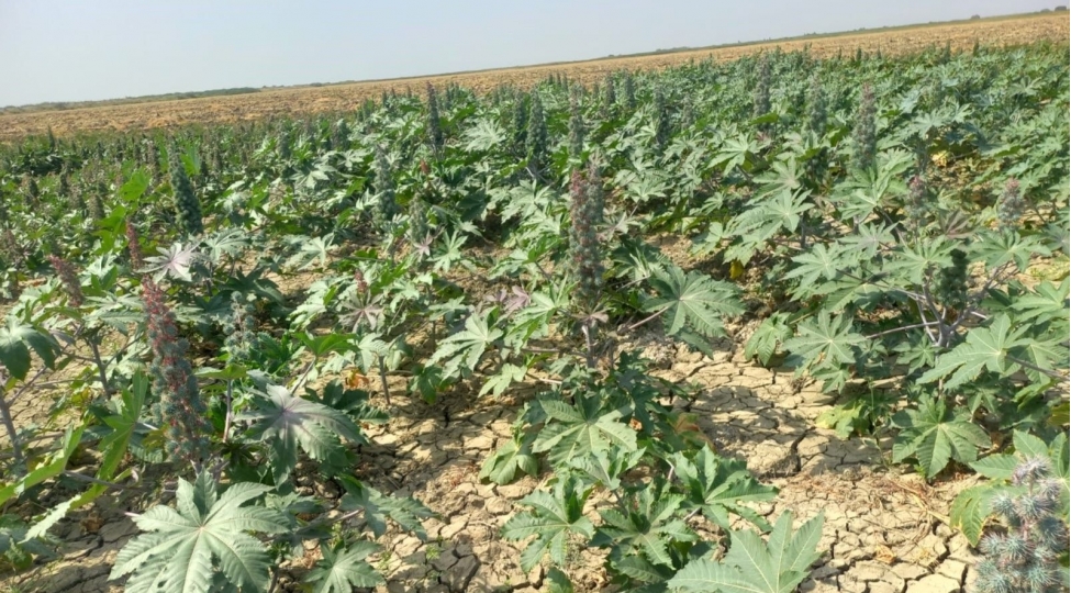 kend-teserrufati-nazirliyieni-shirketi-ve-socar-ile-birge-deqradasiya-ugramish-torpaqlarda-pilot-layihe-heyata-kechirir