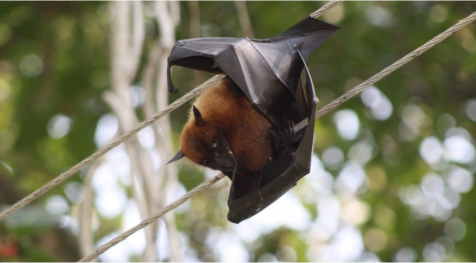 nipah-virusunun-pandemiya-toretmek-gucu-var-elmler-doktoru-achiqladi