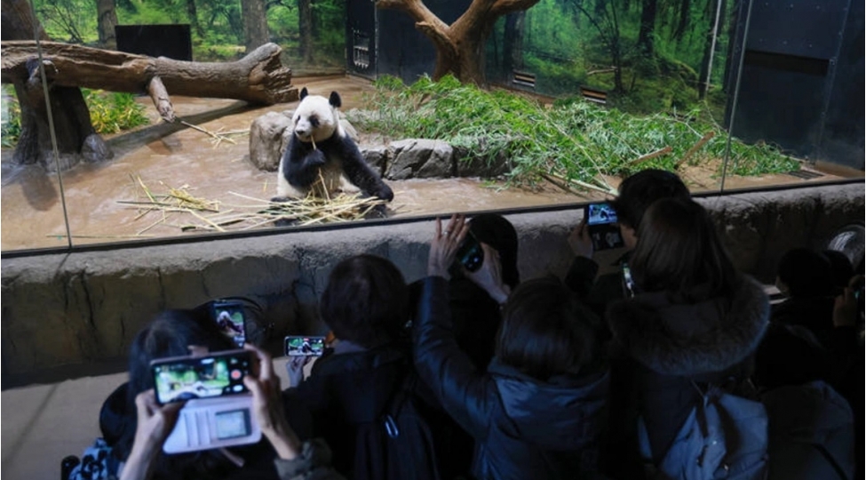 yaponiya-olkedeki-son-pandalarla-vidalashib