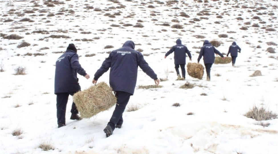 sherurun-dagliq-erazisinde-biotexniki-tedbir-kechirilib