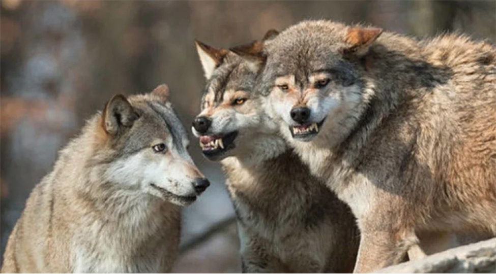 iki-rayonda-canavarlar-kendlere-hucum-edib