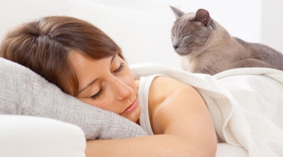 Pişiklər insanların yeni ümid qapısıdır