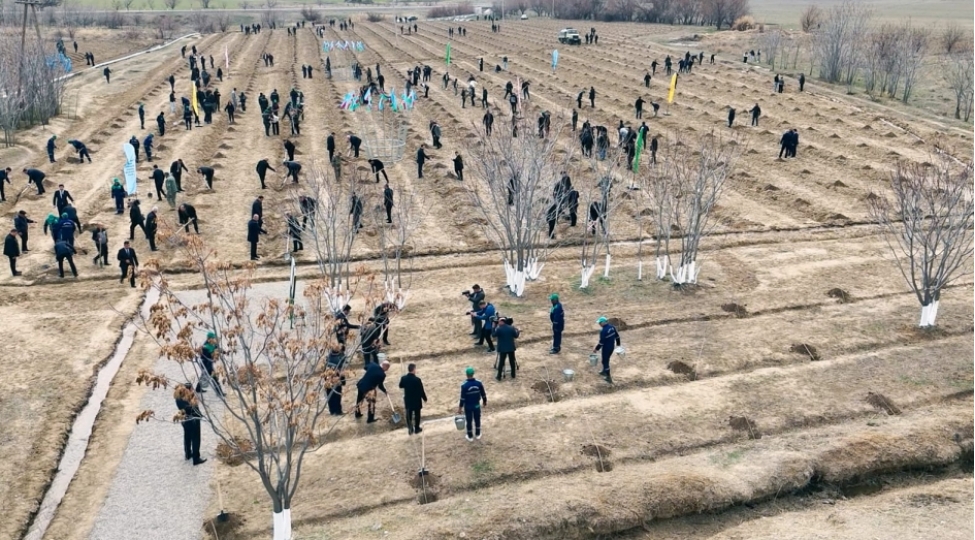 naxchivanda-meshesalma-layihesi-6-min-500-eded-tut-ve-aylant-tingi-ekilib