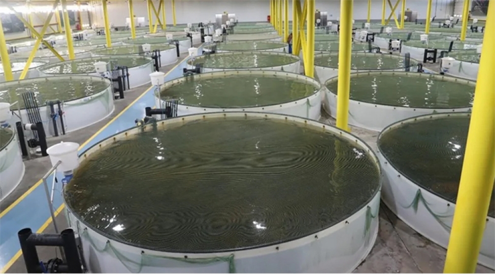 fao-azerbaycana-baliqchiliq-teserrufatinin-inkishafi-uzre-beshillik-plan-hazirlamagi-teklif-edib