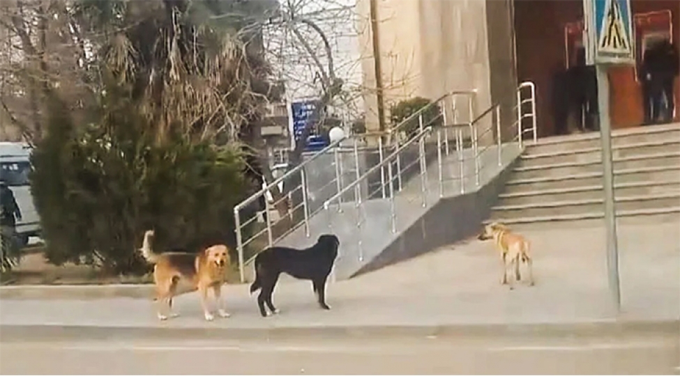 bilesuvarda-son-15-gunde-26-neferi-it-dishleyib