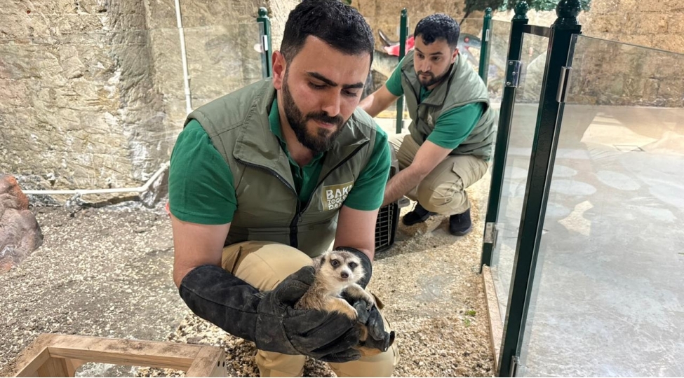 qanunsuz-saxlanilan-vehshi-heyvanlar-xilas-edilib-fotolar