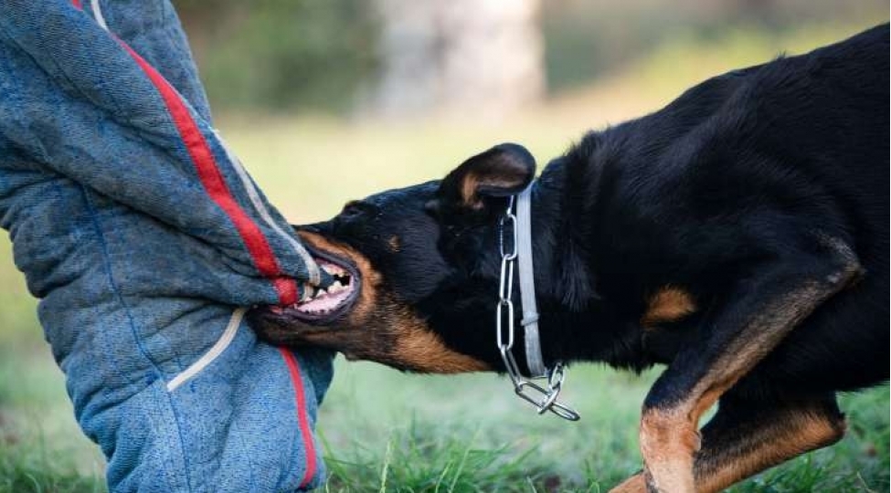 ilin-ilk-3-ayinda-10-mine-yaxin-adami-heyvan-dishleyib