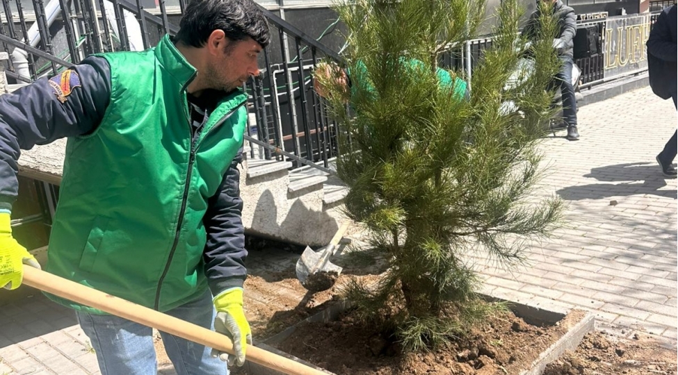 nerimanovda-kesilmish-agaclarin-yerine-yeni-agaclar-ekildi