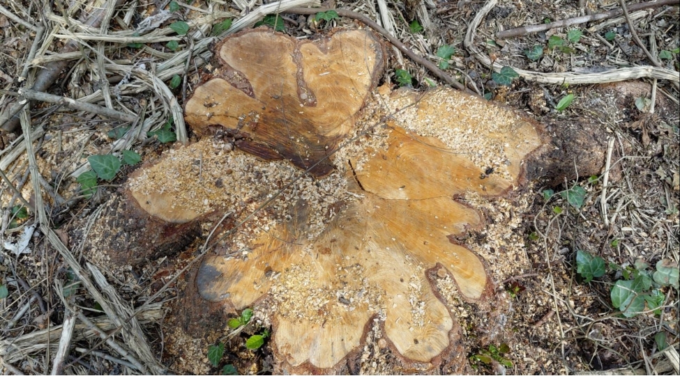 oguzda-qanunsuz-agac-kesen-3-nefer-saxlanilib