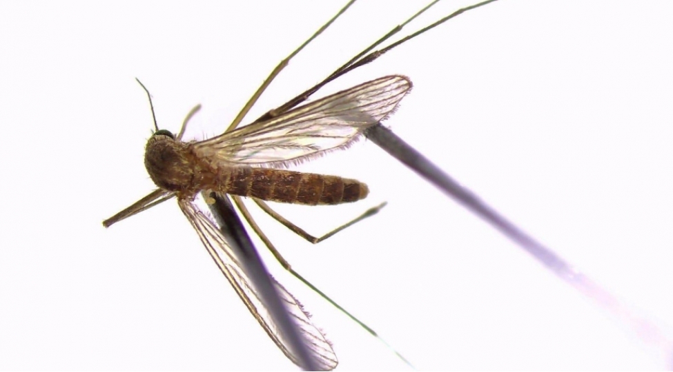 isvechin-shimalinda-tehlukeli-virus-oturen-agcaqanadin-yayilmasi-qeyde-alinib